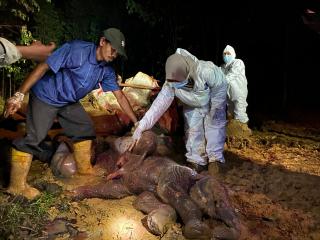 Diduga diracun, Seekor gajah betina hamil mati di lahan konsensi Perusahaan Riau Abadi Lestari